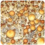 Псилоцибиновые (галлюциногенные)  грибы Psilocybin "Golden Teacher" в Всеволожске