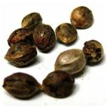 Семена марихуаны АК-47  (Seeds AK-47) в Всеволожске